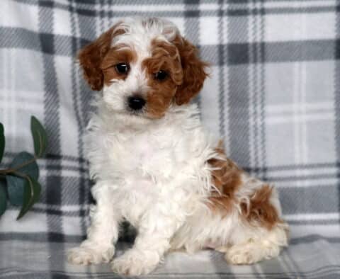 Jojo Cavapoo2