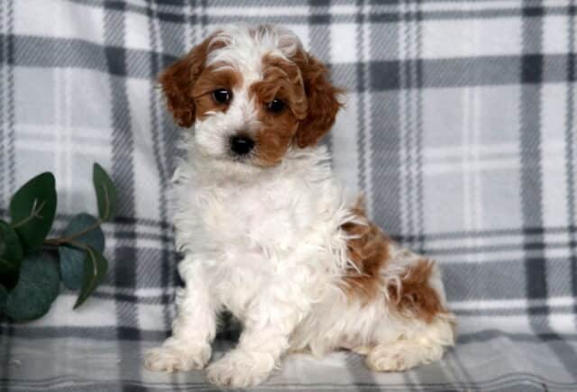 Jojo Cavapoo2 image