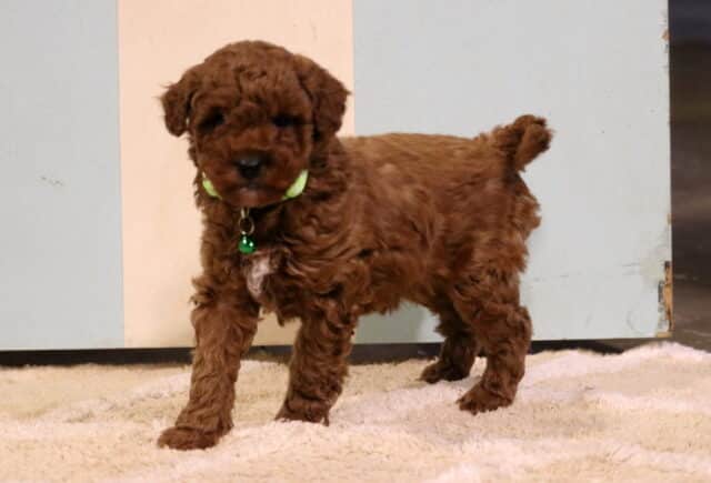 Tiny red Toy Poodle puppy with a soft curly coat standing on a plush cream rug, wearing a bright green collar with a small tag and showing a tiny white chest patch indoors. image