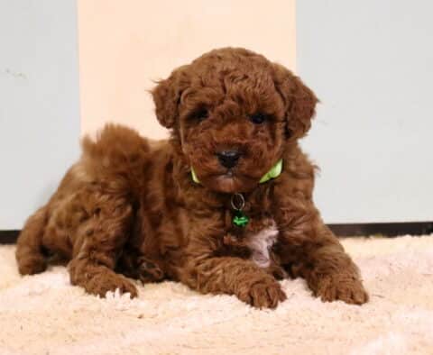Jordan Toy Poodle2