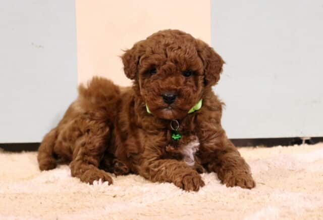Cute red Toy Poodle puppy with a fluffy curly coat relaxing on a soft cream rug, featuring a small white chest patch and wearing a bright green collar with a tag indoors. image