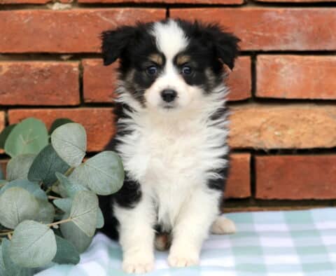 Judy Mini Aust Shepherd