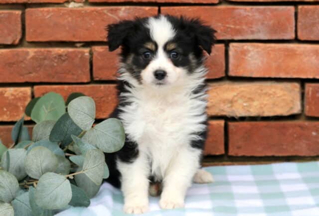 Judy Mini Aust Shepherd image