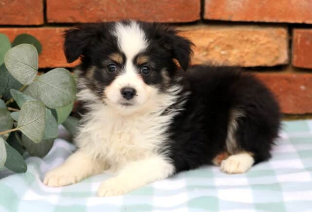 Judy Mini Aust Shepherd2 image