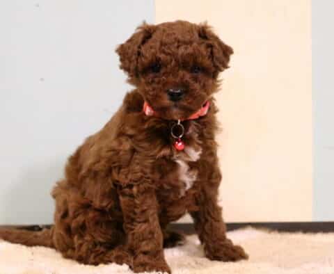 Julie Toy Poodle