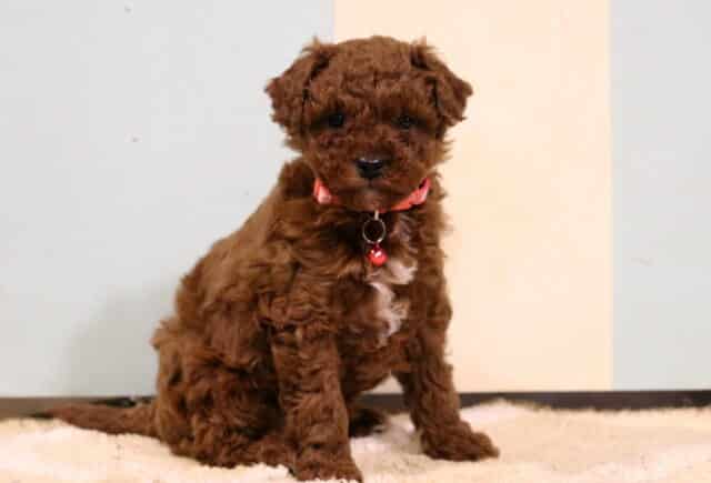 Adorable red Toy Poodle puppy with a soft curly coat sitting on a plush cream rug, featuring a small white chest patch and wearing a pink collar with a tiny tag indoors. image