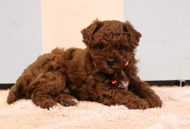 Fluffy red Toy Poodle puppy with a curly coat lying comfortably on a soft cream rug, featuring a tiny white chest patch and wearing a pink collar with a small tag indoors. image