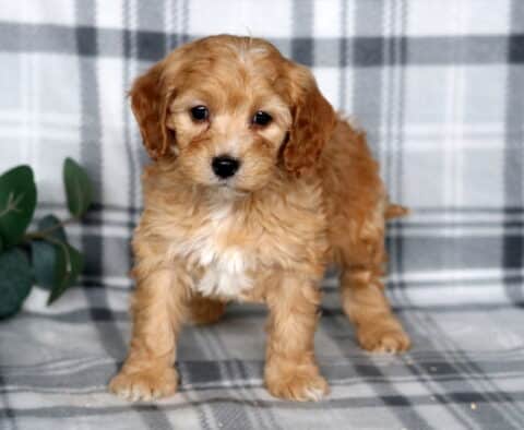 Juno Cavapoo