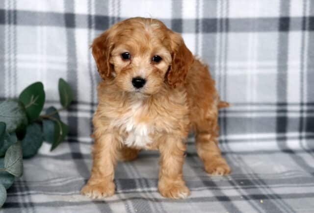 Juno Cavapoo image