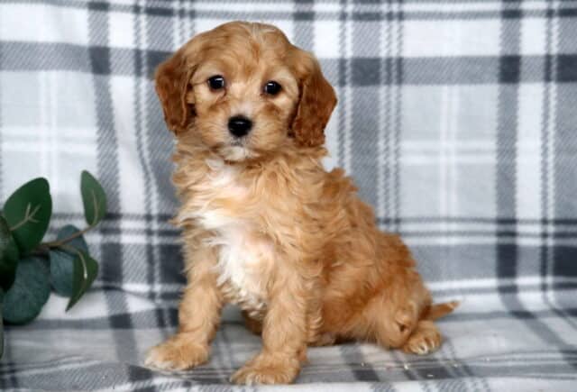Juno Cavapoo2 image