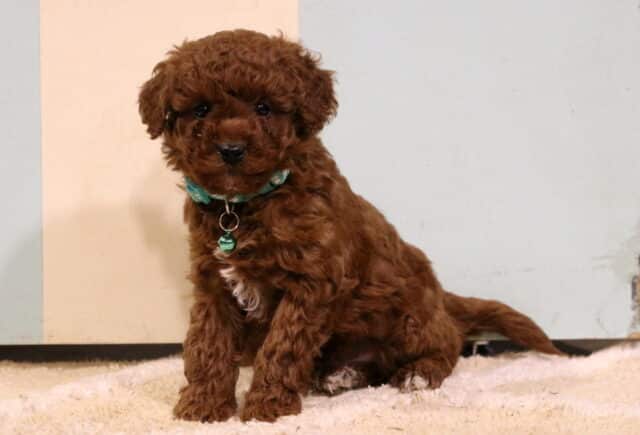 Curly red Toy Poodle puppy sitting on a soft cream blanket, featuring a rich apricot-red coat, tiny white chest patch, and wearing a small green collar with a tag indoors. image