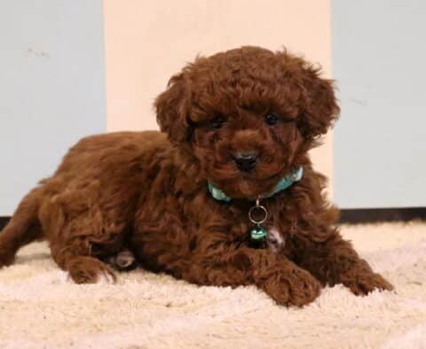 Justin Toy Poodle2
