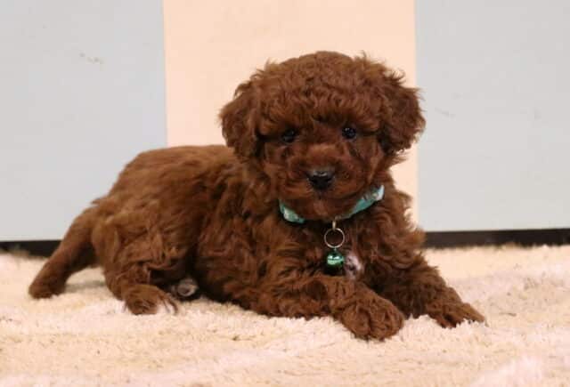 Adorable red Toy Poodle puppy with a curly coat lying on a plush cream rug, wearing a small green collar with a tag and looking forward with bright eyes indoors. image
