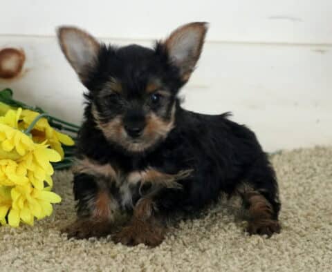 Keyla Yorkie