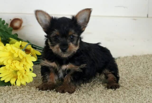 Keyla Yorkie image
