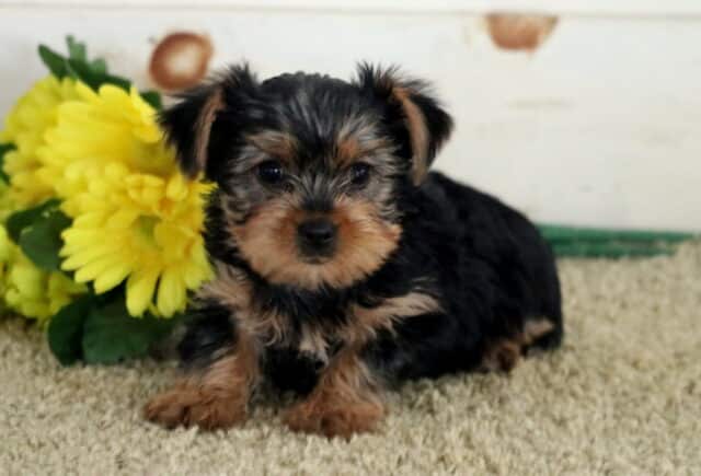 Koko Yorkie2 image
