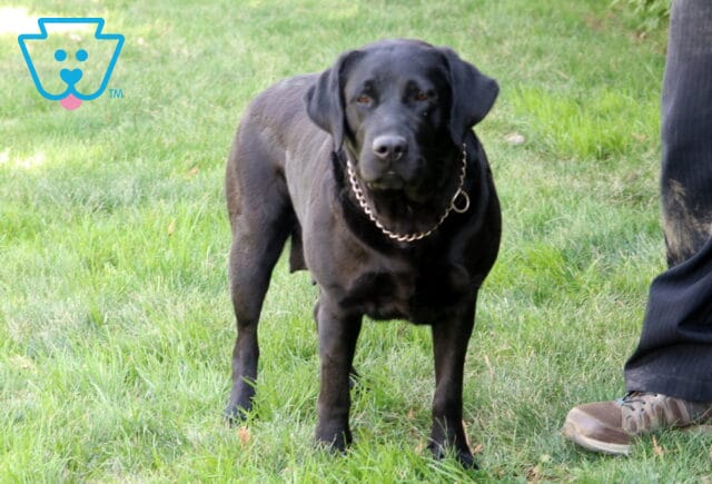 Lacey Black Lab Sam Stoltzfus image