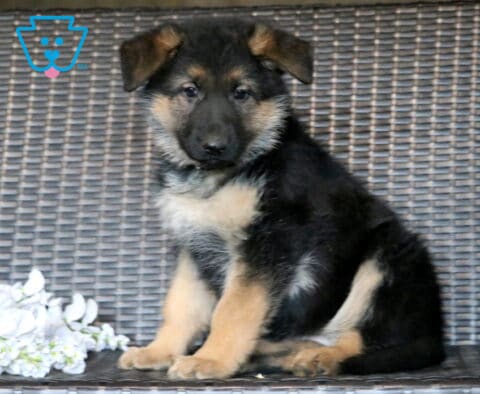 Lacey German Shepherd