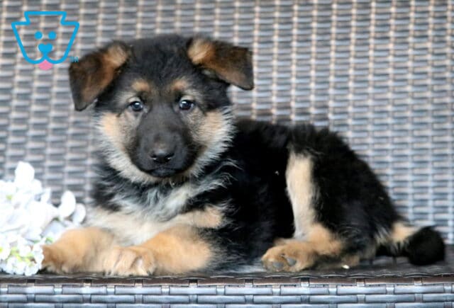 Lacey German Shepherd2 image