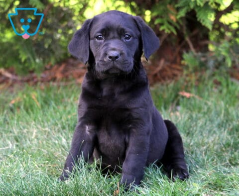 Lady Bug Black Lab