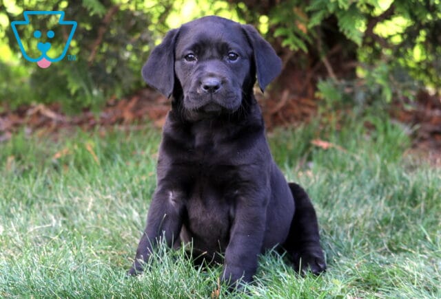 Lady Bug Black Lab image