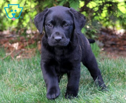 Landon Black Lab