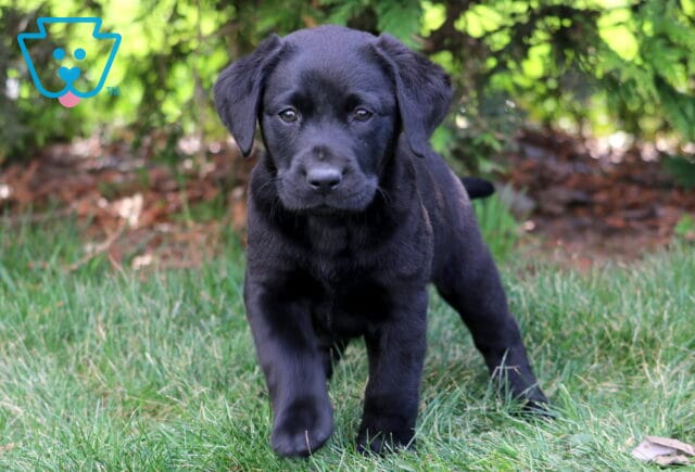 Landon Black Lab image