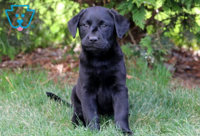 Landon Black Lab2 image