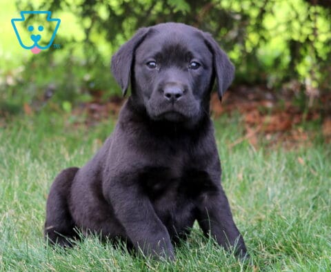 Lee Black Lab