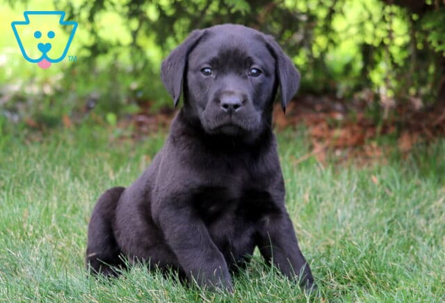 Lee Black Lab image