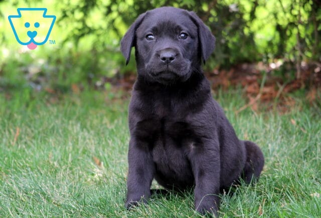 Lee Black Lab2 image