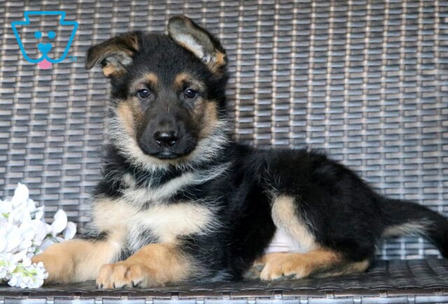 Leo German Shepherd image