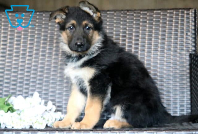 Leo German Shepherd2 image