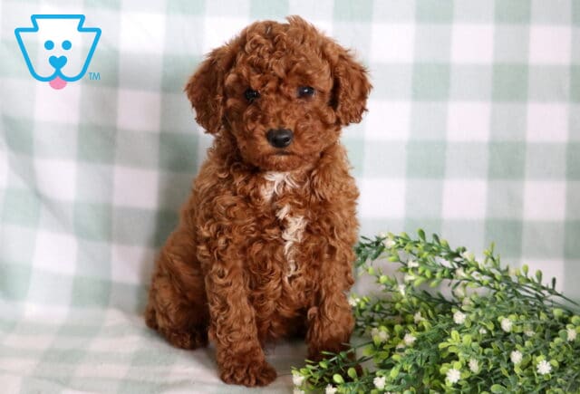 Liam Mini Poodle image