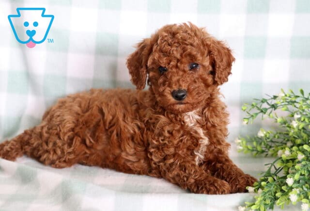 Liam Mini Poodle2 image
