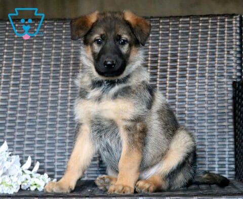 Lilly German Shepherd