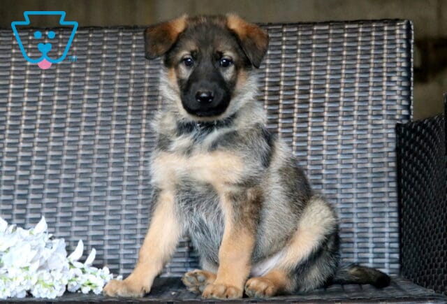 Lilly German Shepherd image
