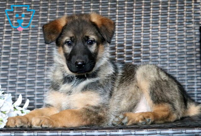 Lilly German Shepherd2 image