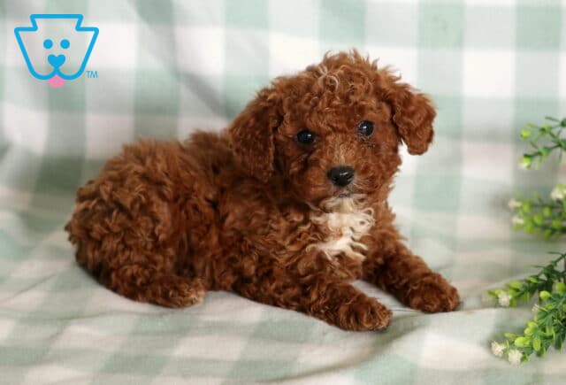 Lilo Mini Poodle image