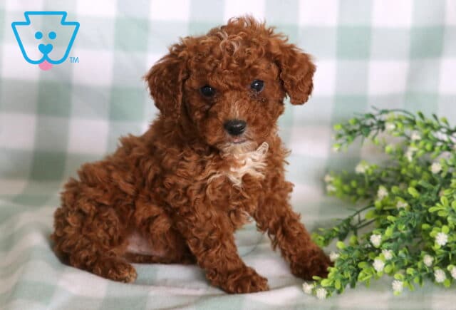 Lilo Mini Poodle2 image