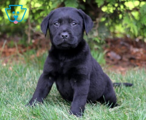 Lincoln Black Lab
