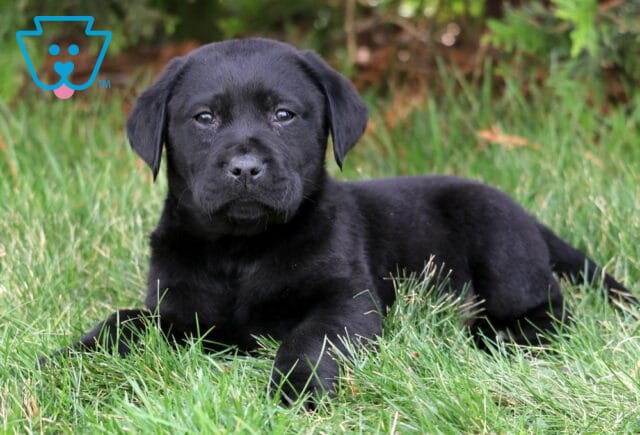 Lincoln Black Lab2 image