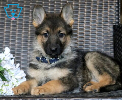 Lindsey German Shepherd