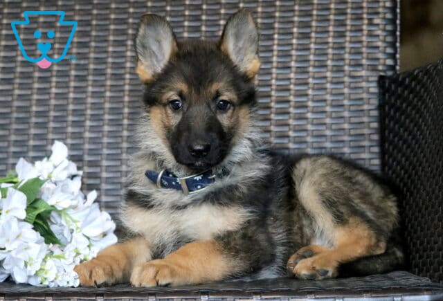 Lindsey German Shepherd image