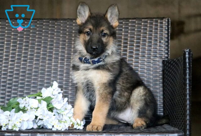 Lindsey German Shepherd2 image