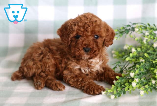 Ljay Mini Poodle image