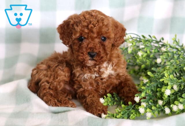 Ljay Mini Poodle2 image