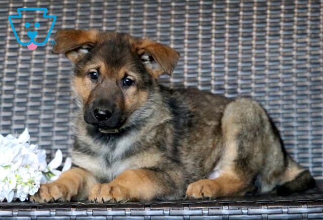 Logan German Shepherd image