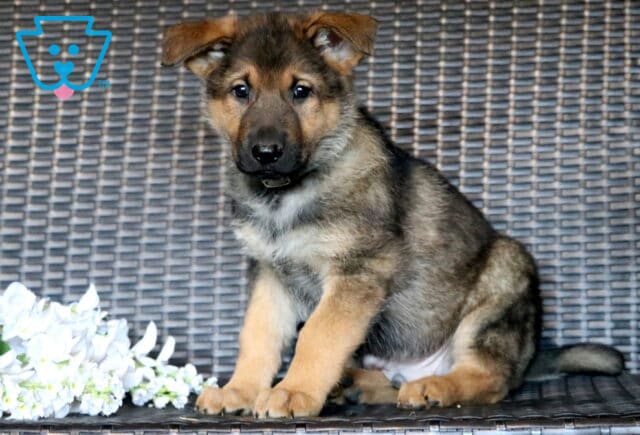 Logan German Shepherd2 image