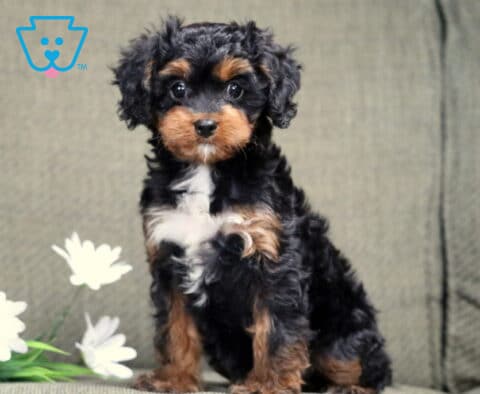 Lovey Cavapoo